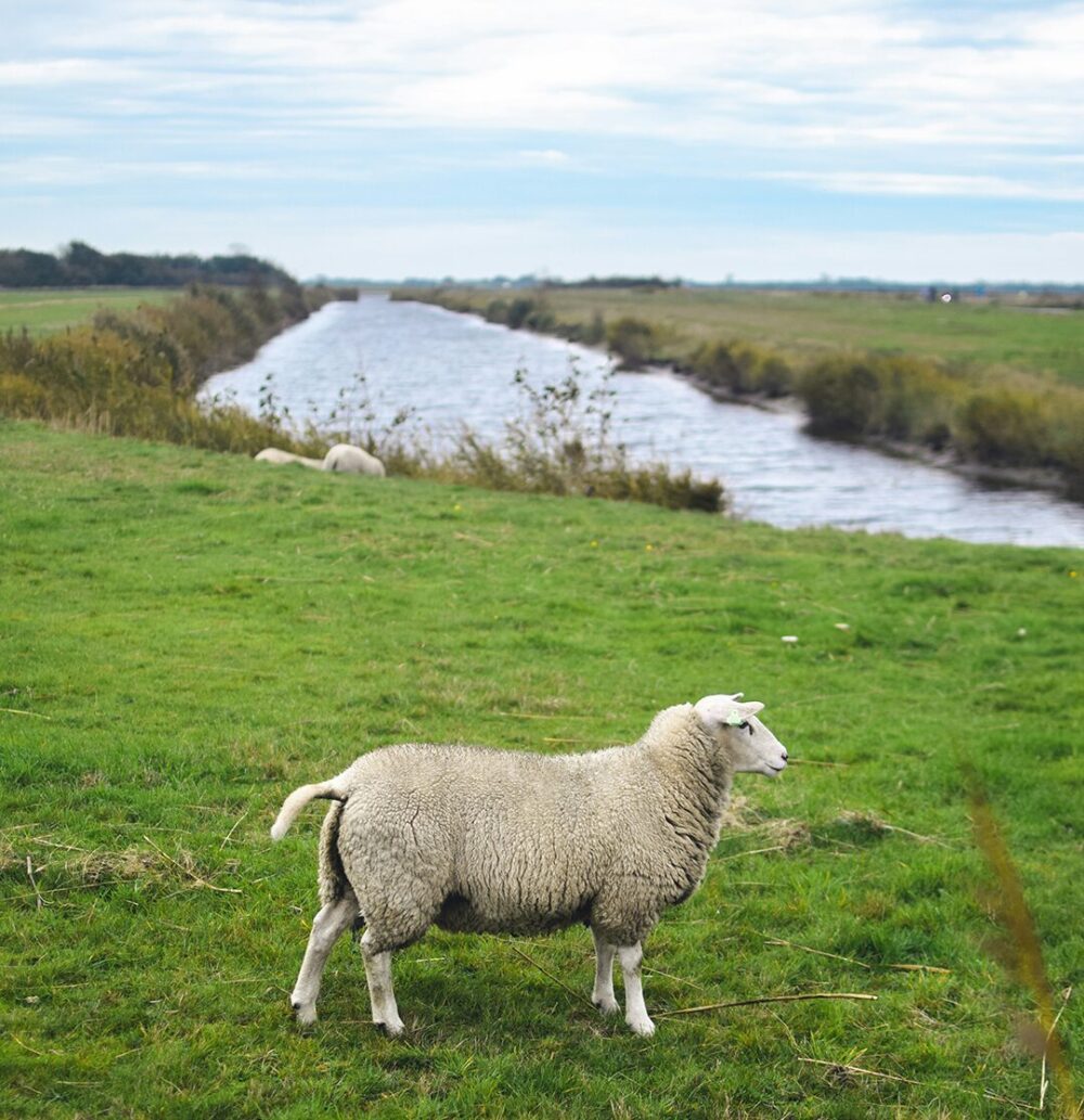 Langs de Waal naar Gorinchem